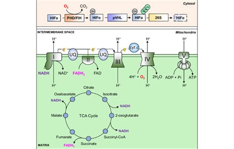 Mitochondria ATP Synthesis