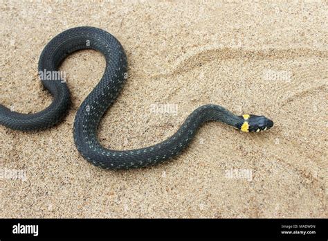 Natrix Little Black Snake Crawls Through The Sand Stock Photo Alamy