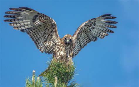 Hawk Wings Photograph By Rick Mosher