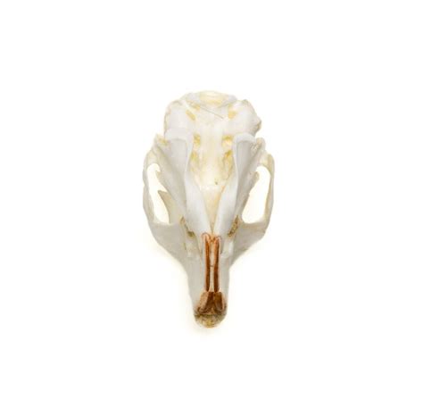 Eastern Gray Squirrel Skull Replica