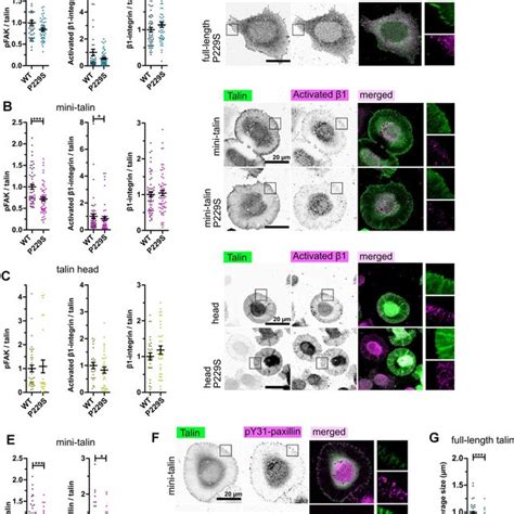 Mini Talin Enables Cell Spreading And Integrin Mediated Cell