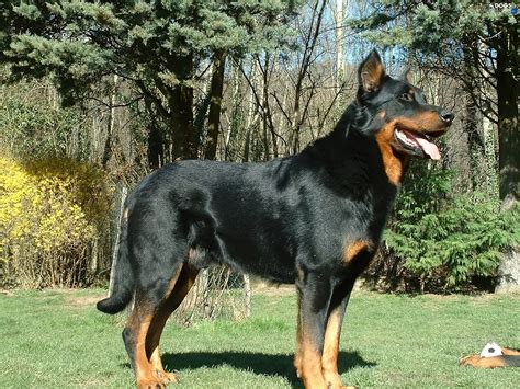 tan, Beauceron, Black - Dogs wallpapers: 1600x1200