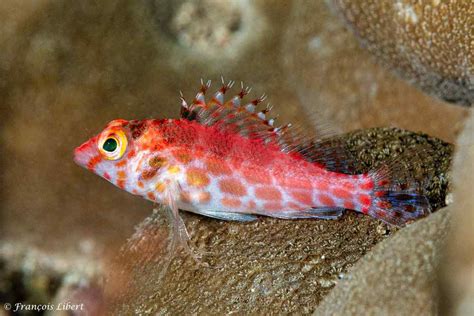 Cirrhitichthys oxycephalus - Coral Hawkfish - AquaInfo