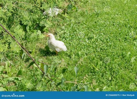 View Of Chickens Running On The Green Grass Stock Image Image Of Beautiful Domestic 256600075