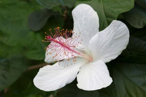 Hibiscus Flower Colors: A Comprehensive Guide to Every Shade - Petal ...