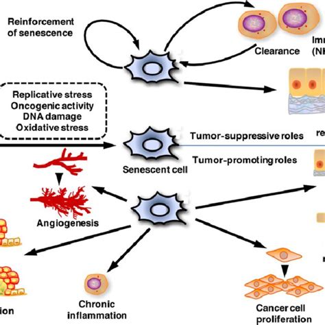 Proposed Model For Induction And Maintenance Of Senescence By