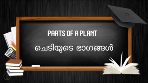 Parts Of Plants In Malayalam സസ്യങ്ങളുടെ ഭാഗങ്ങൾ Learn Malayalam