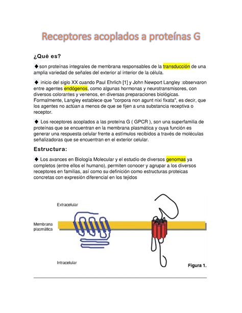 Receptores Acoplados Prote Na G Farmacologia Braincp