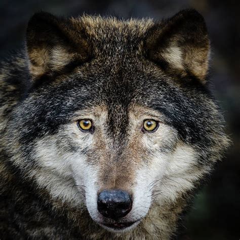 Wolf Sweden Stock Photos Pictures And Royalty Free Images Istock