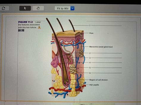 Hair Follicle Diagram Quizlet