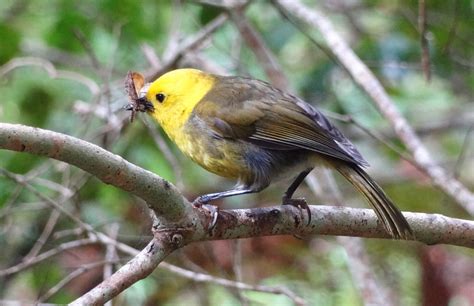 photo   week mohuayellowhead conservation blog