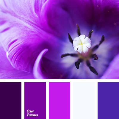 white and violet | Color Palette Ideas