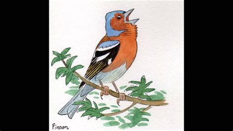 Apprendre Les Chants D Oiseaux Le Pinson Des Arbres