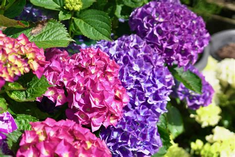 How To Grow And Care For Hydrangeas Diaco S