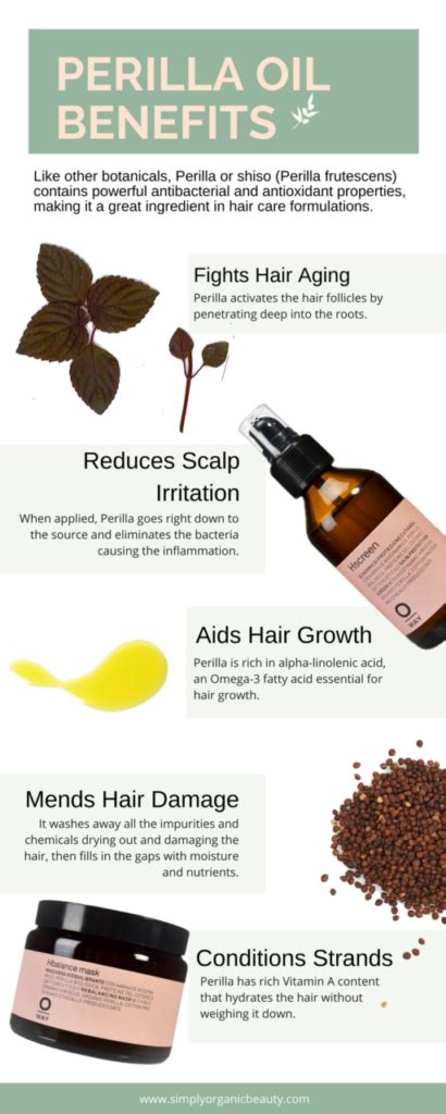 PERILLA OIL BENEFITS A Powerful Asian Herb For Healthy Hair Simply