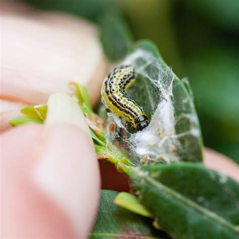 Box Tree Moth & Caterpillar – EBTS UK