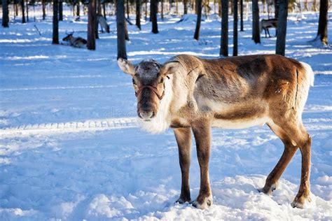 Reindeer At Farm In Winter Northern Finland Stock Image Image Of