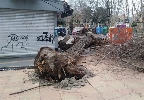 Una fuerte racha de viento arranca en Salamanca de cuajo un árbol del