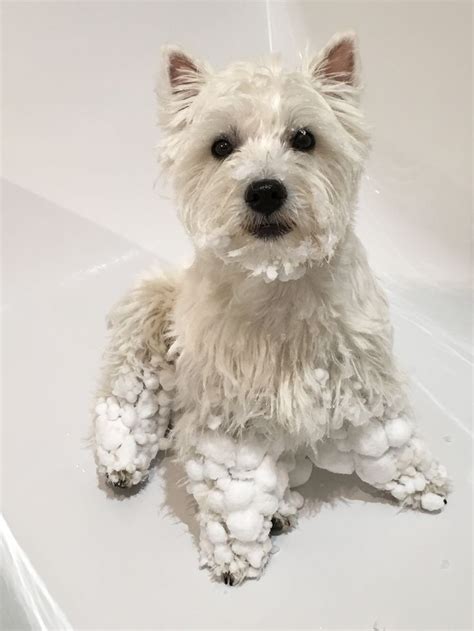 Boule De Neige Westie Romy Puppy Chiot 6 Mois Chiot Westie Toutous