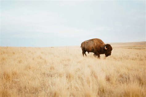 How The Bison Shaped North American Ecosystems