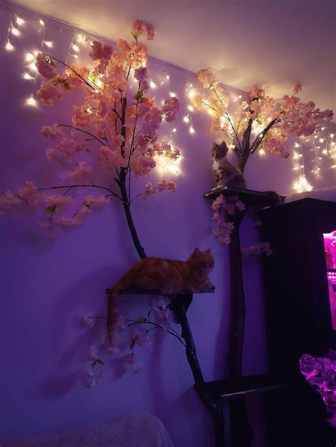 Soft Aesthetic Cat Tree Cherry Blossom Bedroom Blossom Trees Cat Tree