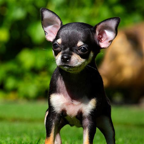 1 Chihuahua Puppies For Sale In Florida