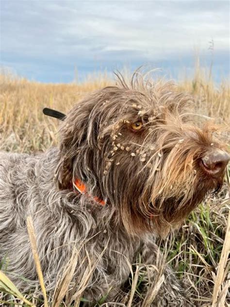 Wirehaired Pointing Griffon resources? | Long Range Hunting Forum