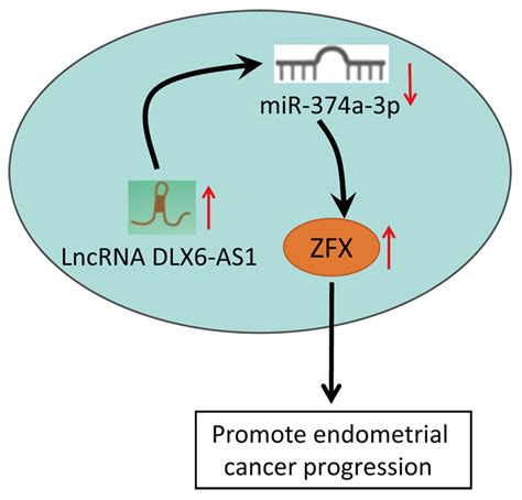 Biocell Expression And Function Of Long Non Coding Rna Dlx6 As1 In