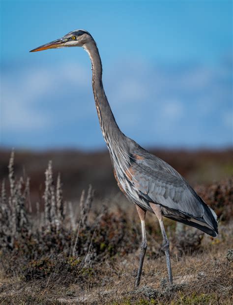 Great Blue Heron Owen Deutsch Photography