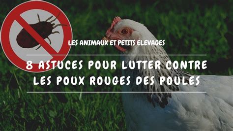 Top 183 Imagen Poux De Poule Dans La Maison Fr Thptnganamst Edu Vn