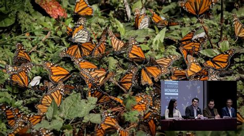 Zitácuaro busca tener Santuario de la Mariposa Monarca Toño Ixtláhuac