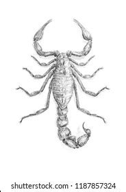 Scorpion Sketch Pencil Drawing Stock Illustration 1187857324 | Shutterstock