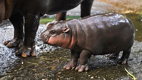 Moo Deng The Shrinking Habitat Of The World S Most Celebrated Hippo