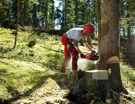 Young forester cutting tree in forest Stock Photo | Adobe Stock