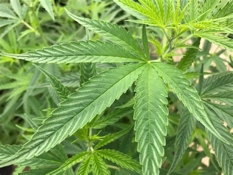 » For One Local Farmer, Growing Hemp Was a Matter of Health or ...