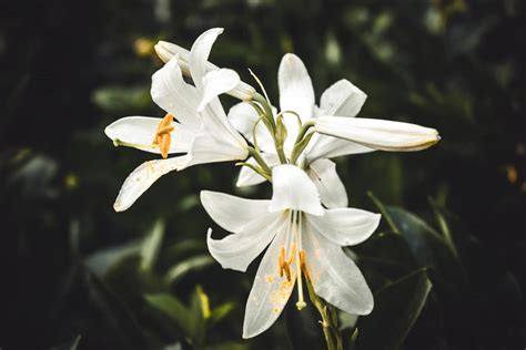 Qual O Significado Da Flor De Lis Origem Simbolismo E Mais