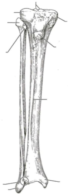 Tibia And Fibula Diagram 2 Diagram Quizlet