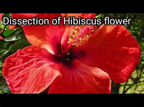 Dissection Of Hibiscus Flower Hibiscus Rosa Sinensis China Rose