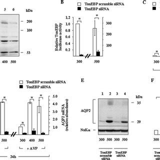 Increased AQP2 Transcription Induced By Long Term Hypertonic Challenge