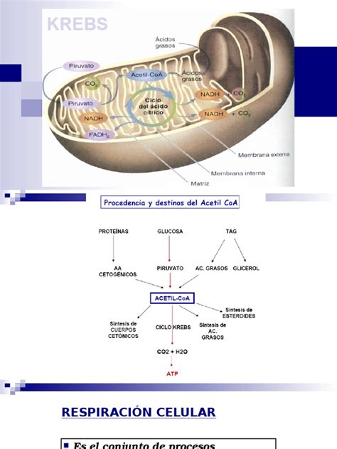 Pdf Ciclo Del Cido Citrico Krebs Dokumen Tips