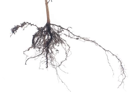 Free Stock image of Fibrous root system on a plant | ScienceStockPhotos.com