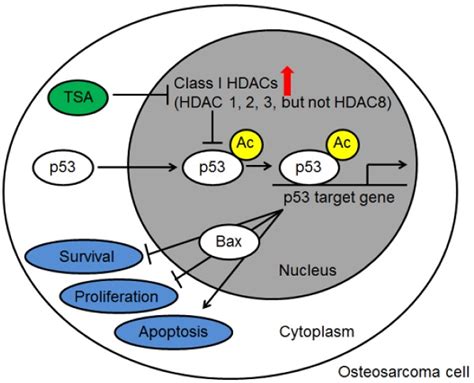 Histone Deacetylase Inhibitor Trichostatin A Promotes The Apoptosis Of