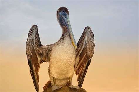 Brown Pelican Facts