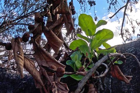 Lahainas Beloved 150 Year Old Banyan Tree Sprouts New Life Following