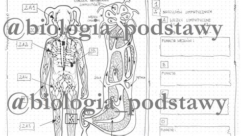 Klasa 7 Układ limfatyczny karta pracy Złoty nauczyciel