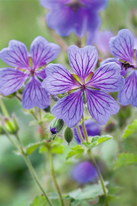 21 Of The Best Hardy Geraniums In 2020 Hardy Geranium Clematis