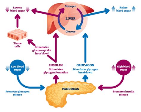 The Pancreas And Insulin Controlling Blood Glucose Shalom Education