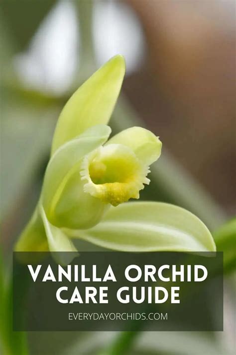 All About Vanilla Orchid Care And Propagation Everyday Orchids