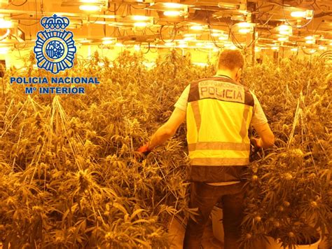 Desmantelada Plantaci N Indoor De Marihuana Con Plantas En