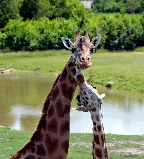 La Jirafa Giraffa Camelopardalis Es Un Mam Fero Ungulado De Dedos